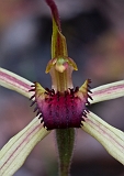 Caladenia oenochila Wine-lipped Spider-orchid2